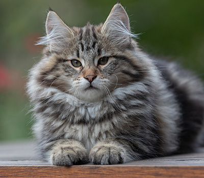 Arnold - 13 semaines