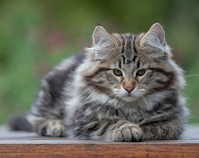 Arnold - 13 semaines