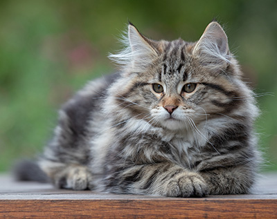 Arnold - 13 semaines