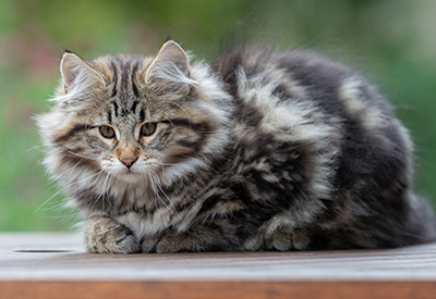 Arnold - 13 semaines