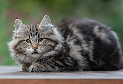 Arnold - 13 semaines