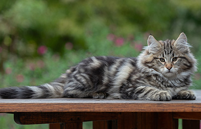 Arnold - 13 semaines