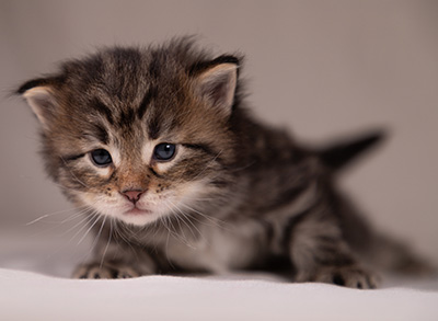 Arnold - 3 weeks old