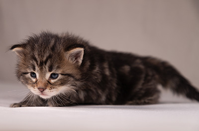 Arnold - 3 weeks old