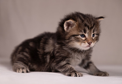 Arnold - 3 weeks old