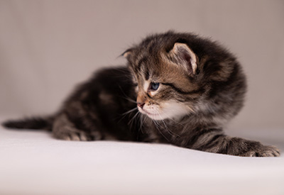 Arnold - 3 weeks old