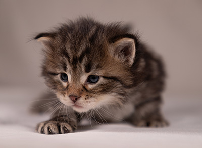Arnold - 3 weeks old