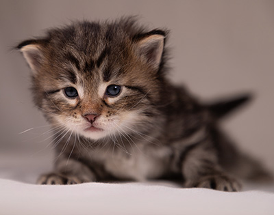 Arnold - 3 weeks old