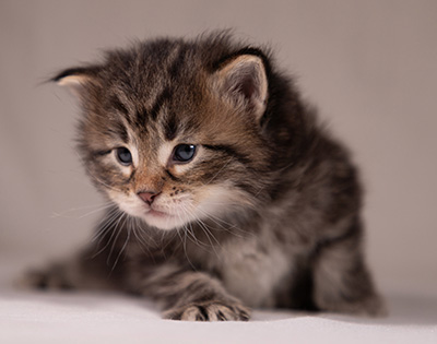 Arnold - 3 weeks old