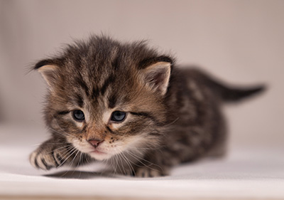 Arnold - 3 weeks old