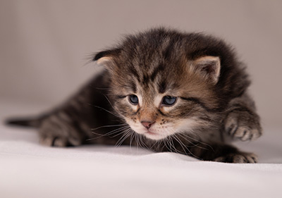 Arnold - 3 weeks old
