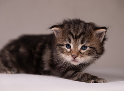 Arnold - 3 weeks old