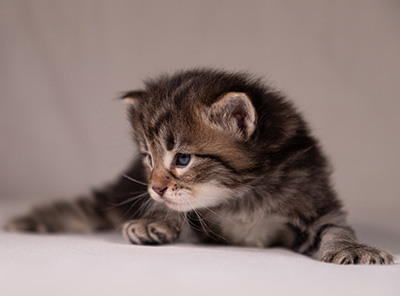 Arnold - 3 weeks old