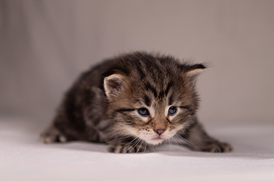 Arnold - 3 weeks old