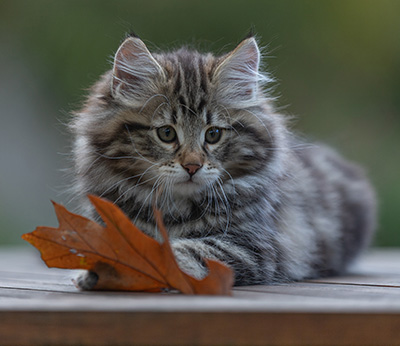 Arnold - 9 Wochen alt