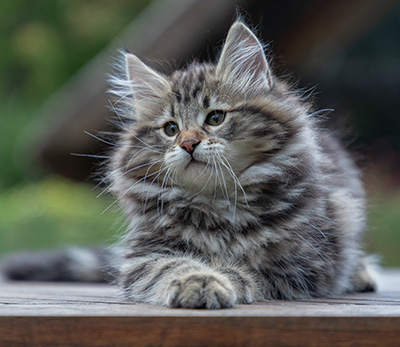 Arnold - 9 Wochen alt