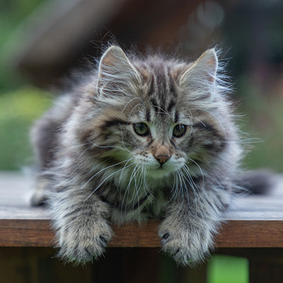 Arnold - 9 Wochen alt