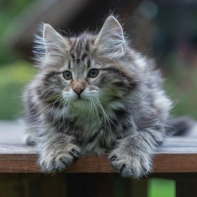 Arnold - 9 Wochen alt