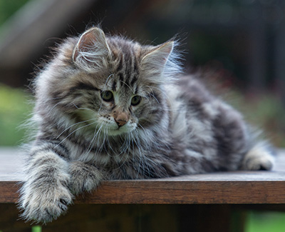 Arnold - 9 Wochen alt