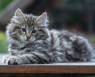 Arnold - 9 Wochen alt