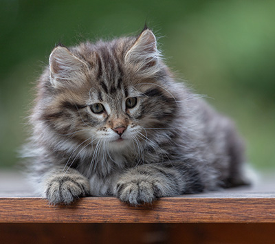 Arnold - 9 Wochen alt