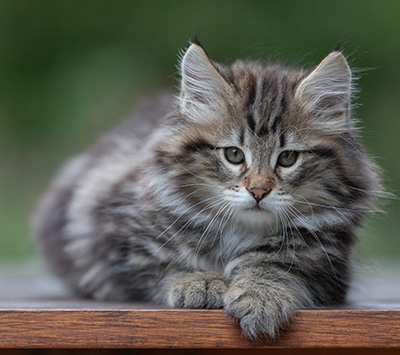 Arnold - 9 Wochen alt