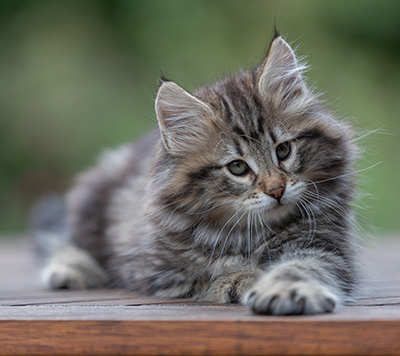 Arnold - 9 Wochen alt