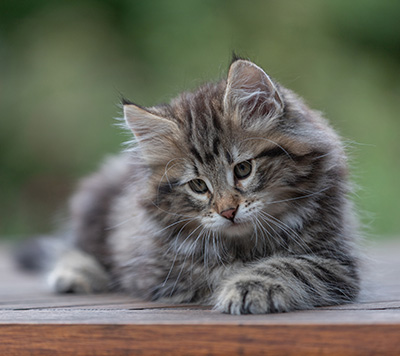 Arnold - 9 Wochen alt