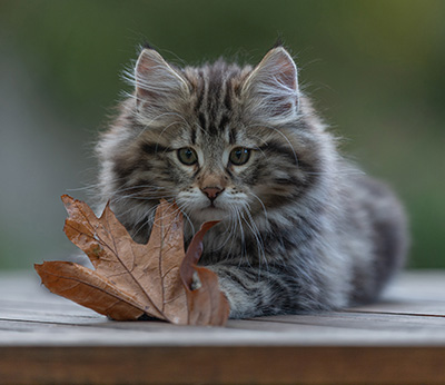 Arnold - 9 Wochen alt