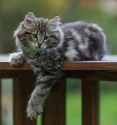 Arnold - 9 Wochen alt