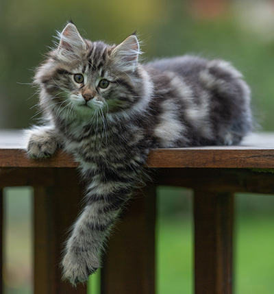 Arnold - 9 Wochen alt