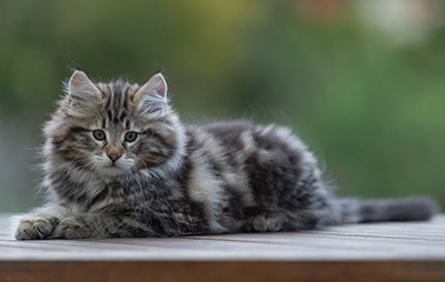 Arnold - 9 Wochen alt