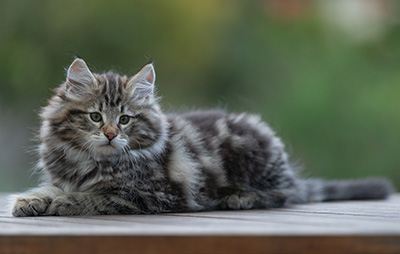 Arnold - 9 Wochen alt