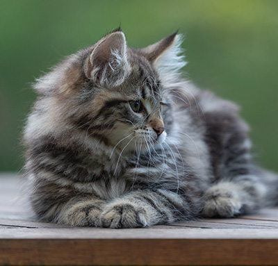 Arnold - 9 Wochen alt