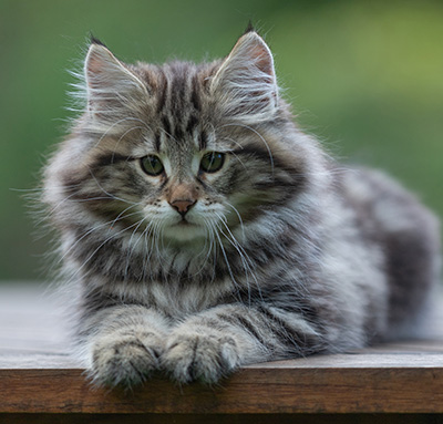 Arnold - 9 Wochen alt