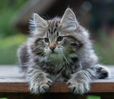 Arnold - 9 Wochen alt