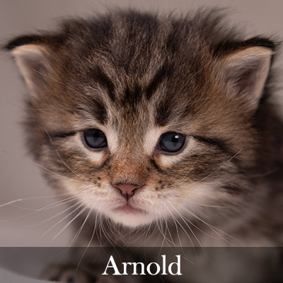 Arnold
