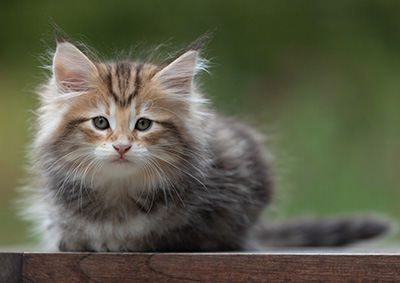 Bo-Evert - 8 semaines