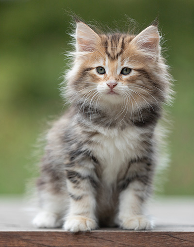 Bo-Evert - 8 semaines