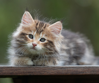 Bo-Göran - 8 semaines