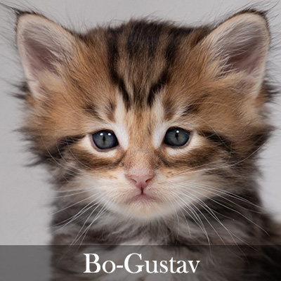 Bo-Gustav