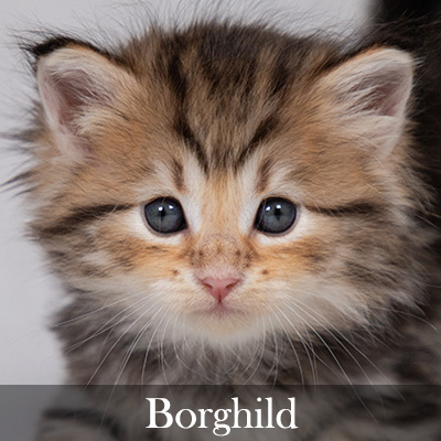 Borghild