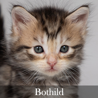 Bothild