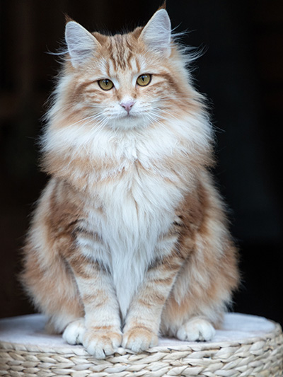 Xanthia - 8 months old