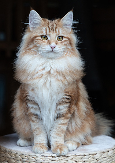 Xanthia - 8 months old