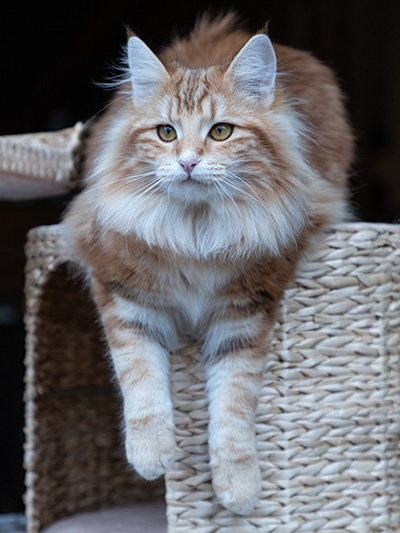 Xanthia - 8 months old