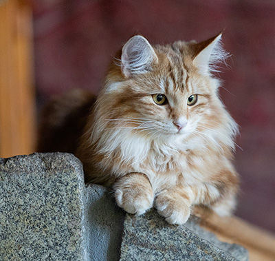 Xanthia - 7 months old